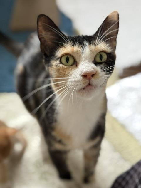 Enlarge Apple, a Adoptable Domestic Short Hair in Davis, CA image 4/6