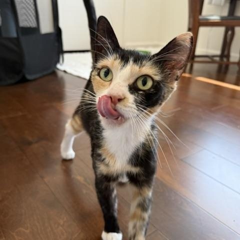 Enlarge Apple, a Adoptable Domestic Short Hair in Davis, CA image 5/6