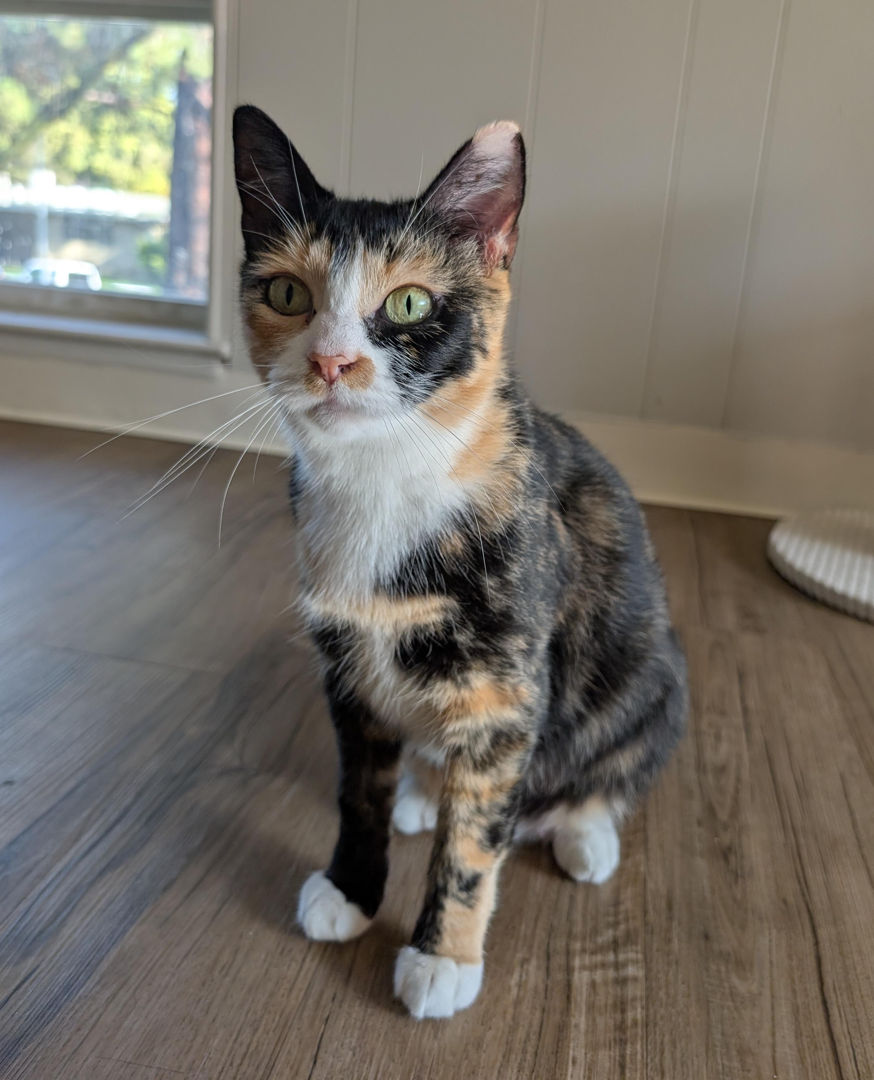 Enlarge Apple, a Adoptable Domestic Short Hair in Davis, CA image 1/6