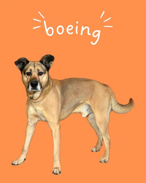 BOEING, Adoptable, Adult Male German Shepherd Dog & Mixed Breed.