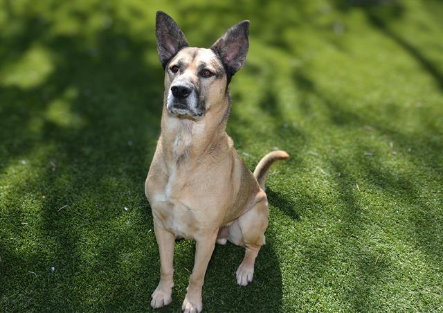 Enlarge BOEING, a Adoptable mixed breed in West Valley City, UT image 1/1