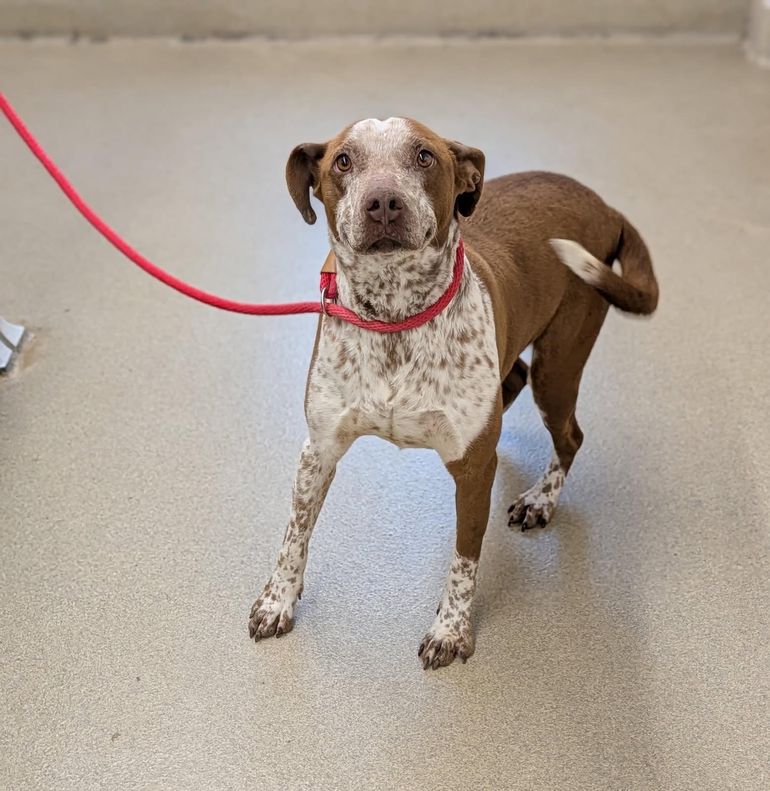 Lacy, a ADOPTABLE mixed breed in Mount Vernon, OH image 2/2