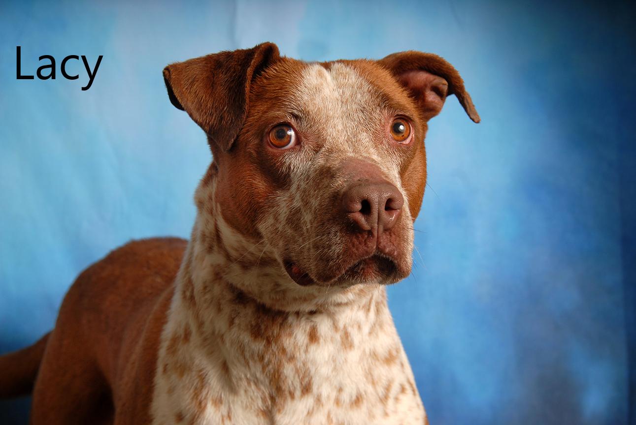 Lacy, ADOPTABLE, Adult Female Australian Cattle Dog / Blue Heeler & Pit Bull Terrier.