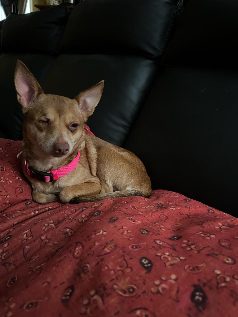 Enlarge Jade, a Adoptable mixed breed in El Cajon, CA image 2/6