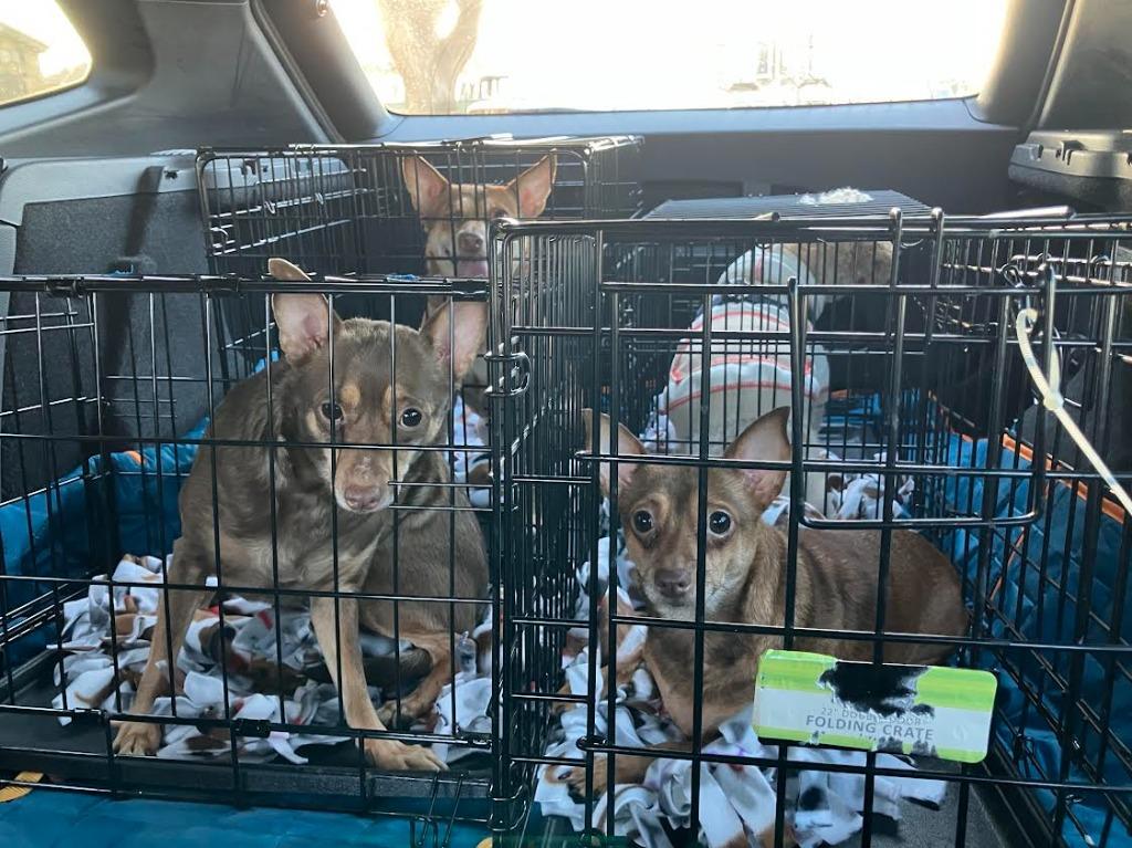 Enlarge Jade, a Adoptable mixed breed in El Cajon, CA image 4/6