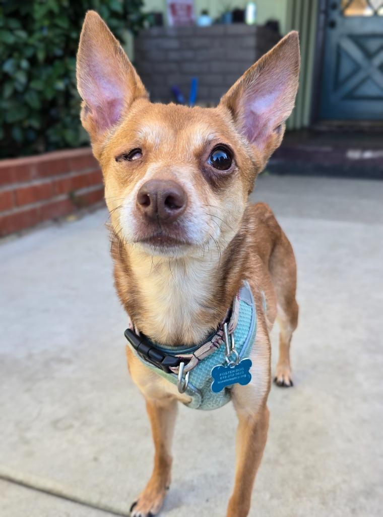 Enlarge Jade, a Adoptable mixed breed in El Cajon, CA image 5/6