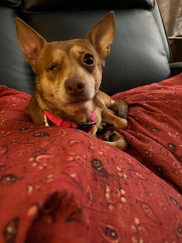 Enlarge Jade, a Adoptable mixed breed in El Cajon, CA image 5/6