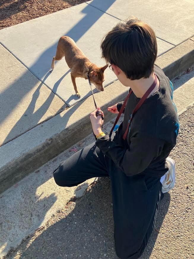 Enlarge Jade, a Adoptable mixed breed in El Cajon, CA image 6/6