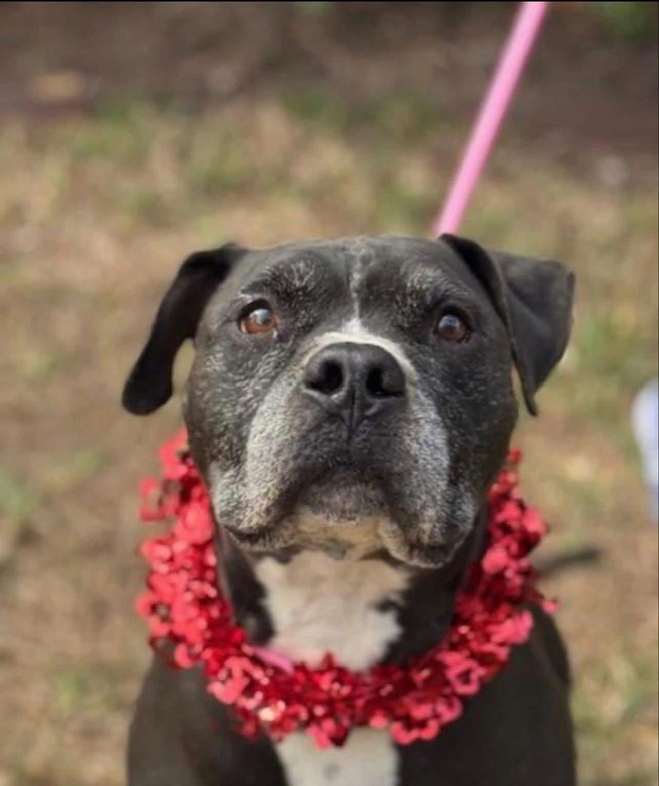 King, Adoptable, Senior Male Pit Bull Terrier.