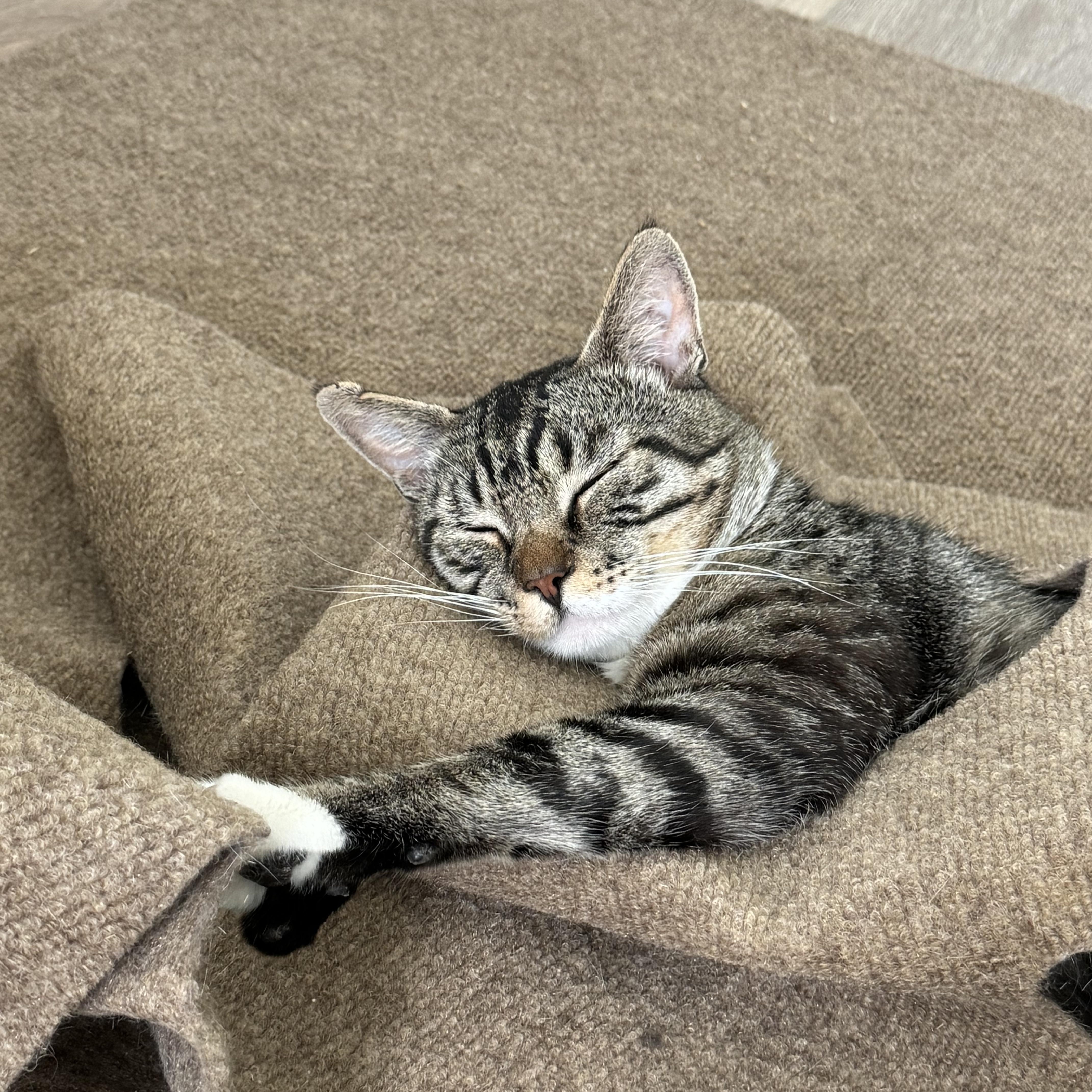 Enlarge Scar (Bonded to Cinnamon), a Adoptable Domestic Short Hair in Long Island City, NY image 3/6