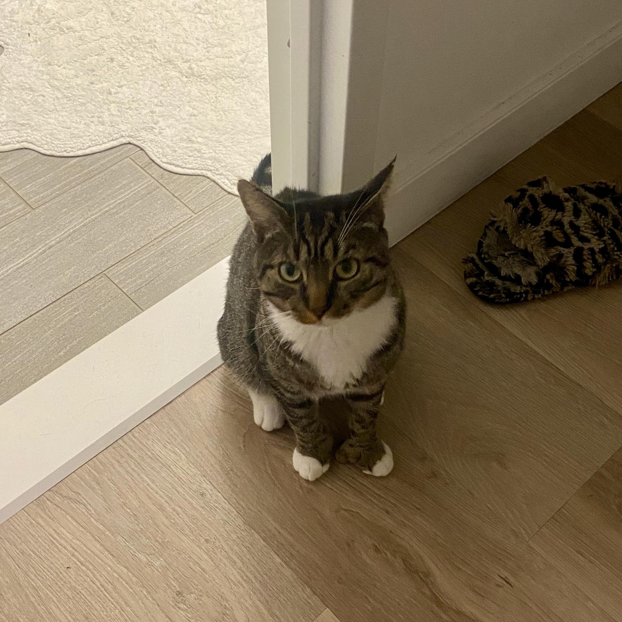 Enlarge Scar (Bonded to Cinnamon), a Adoptable Domestic Short Hair in Long Island City, NY image 5/6