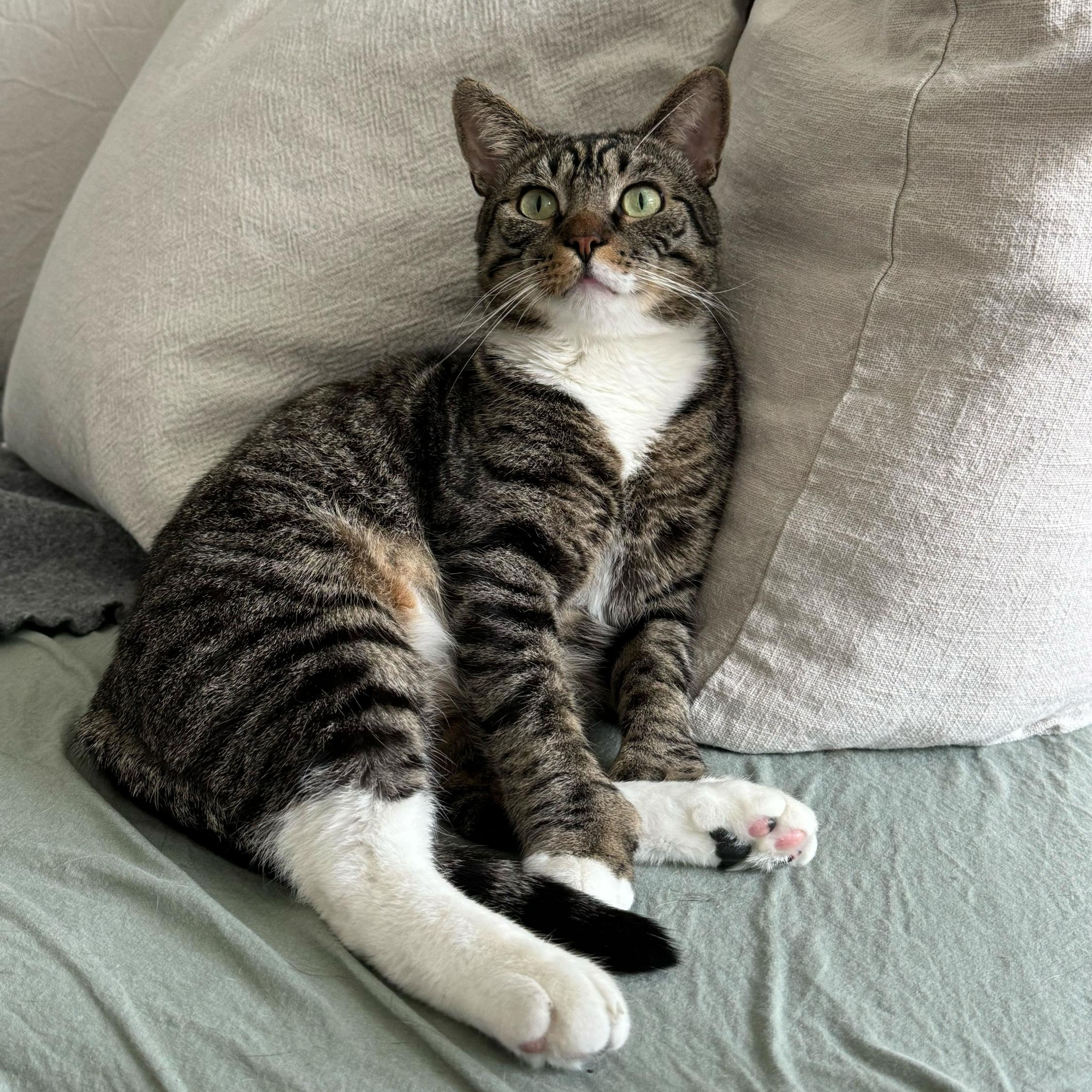 Enlarge Scar (Bonded to Cinnamon), a Adoptable Domestic Short Hair in Long Island City, NY image 1/6