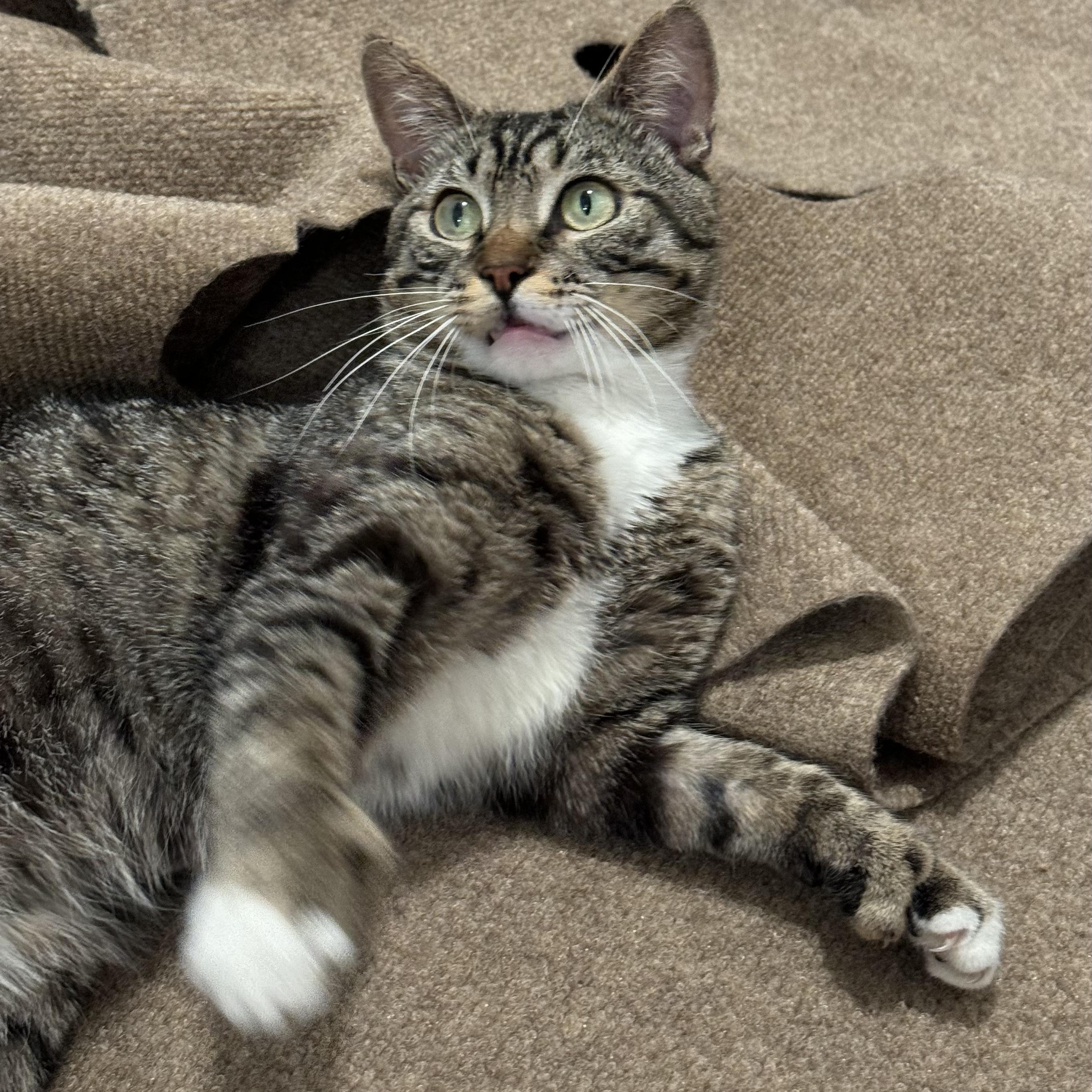 Enlarge Scar (Bonded to Cinnamon), a Adoptable Domestic Short Hair in Long Island City, NY image 4/6