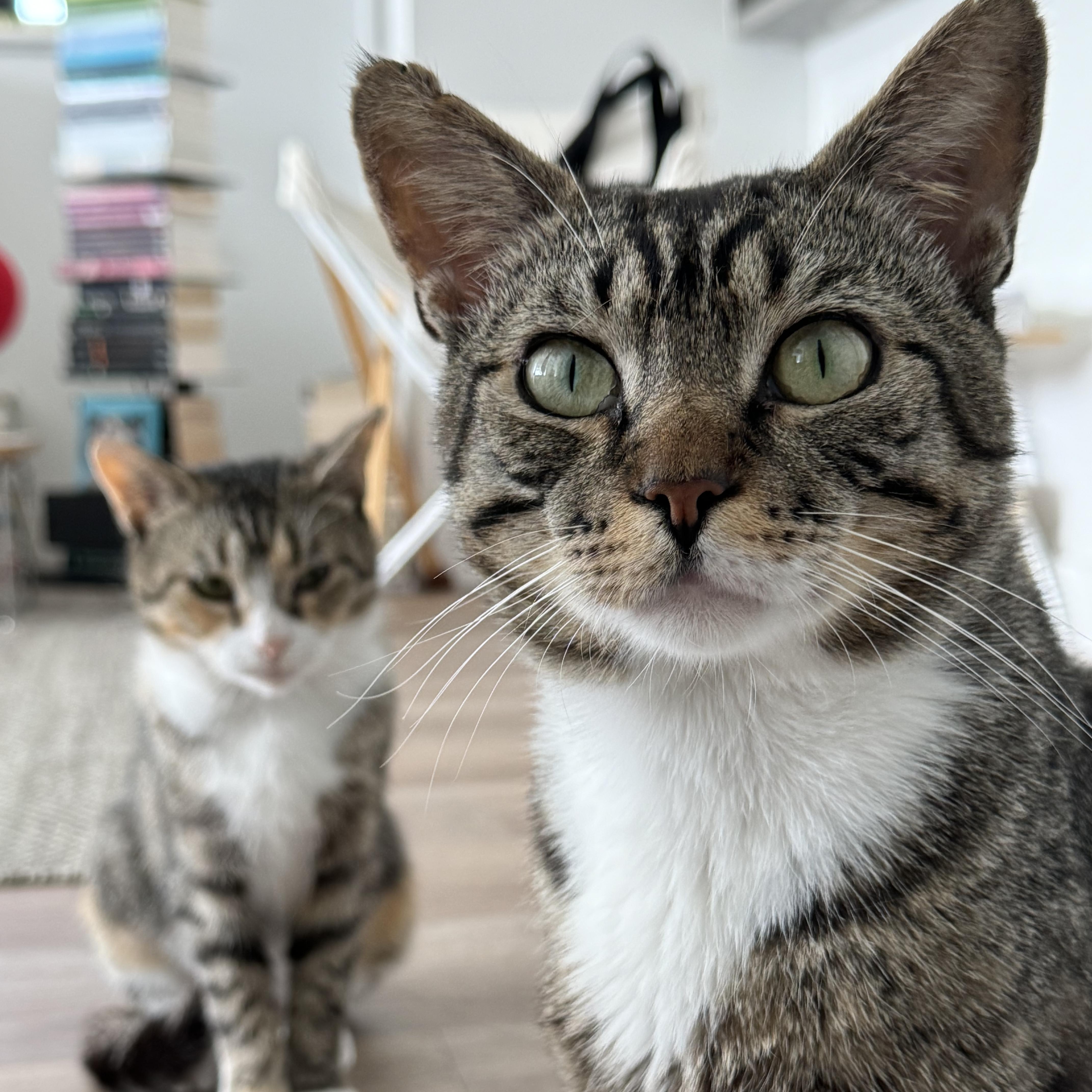 Scar (Bonded to Cinnamon), Young Male Domestic Short Hair