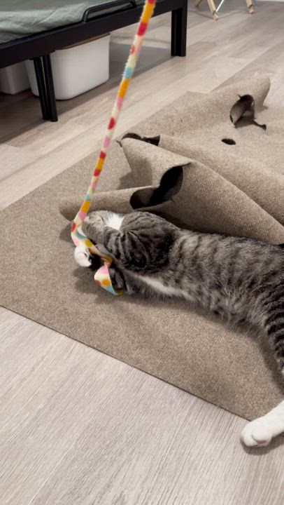 Enlarge Scar (Bonded to Cinnamon), a Adoptable Domestic Short Hair in Long Island City, NY video 6/6