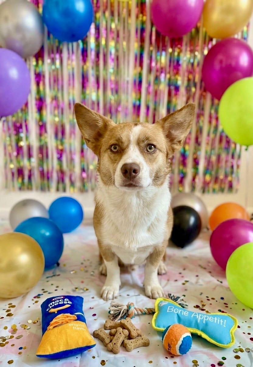 Rex, Adoptable, Young Male Corgi.