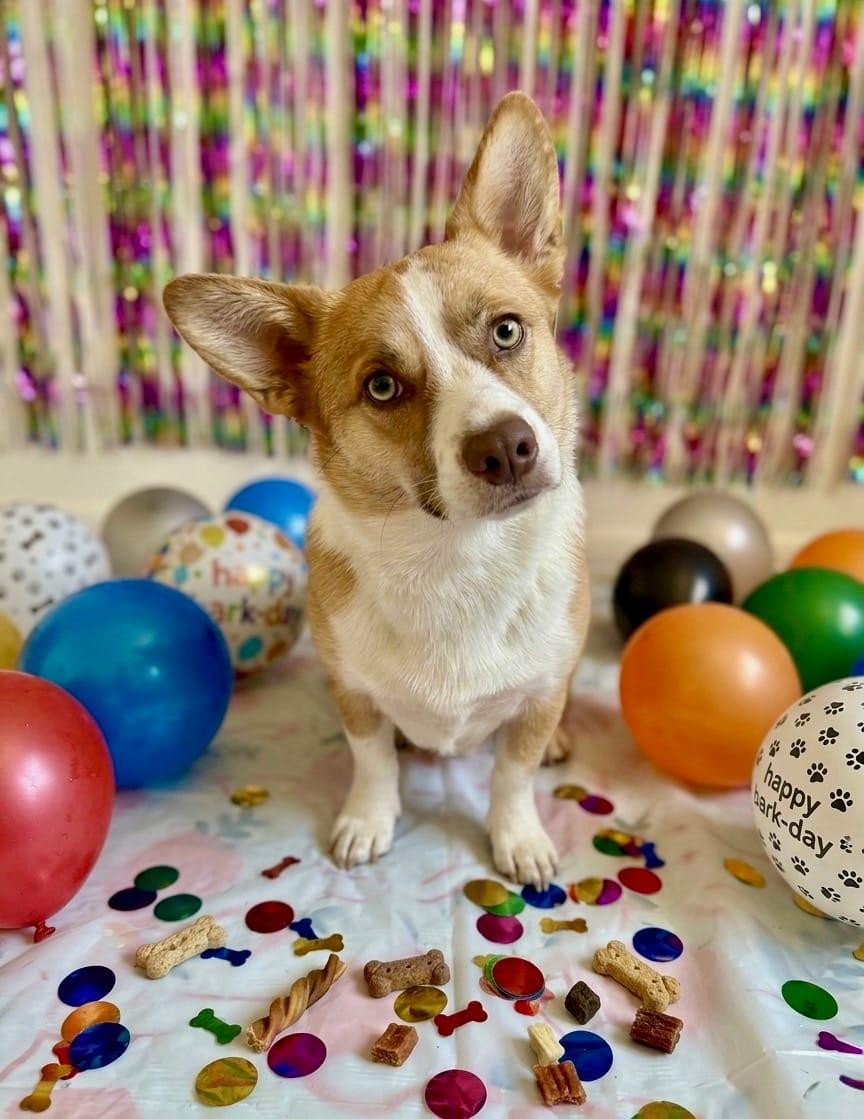 Rex, a Adoptable Corgi in Queen Creek, AZ image 2/2