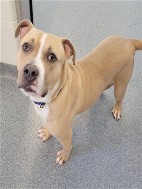 KOWALSKI, Adoptable, Young Male Pit Bull Terrier & Mixed Breed.