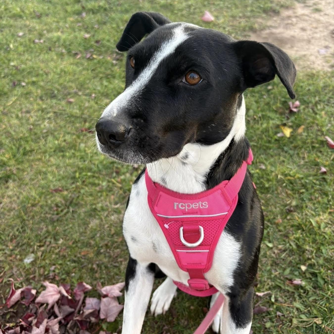 Enlarge Dixi, a ADOPTABLE mixed breed in Milton, ON image 1/6