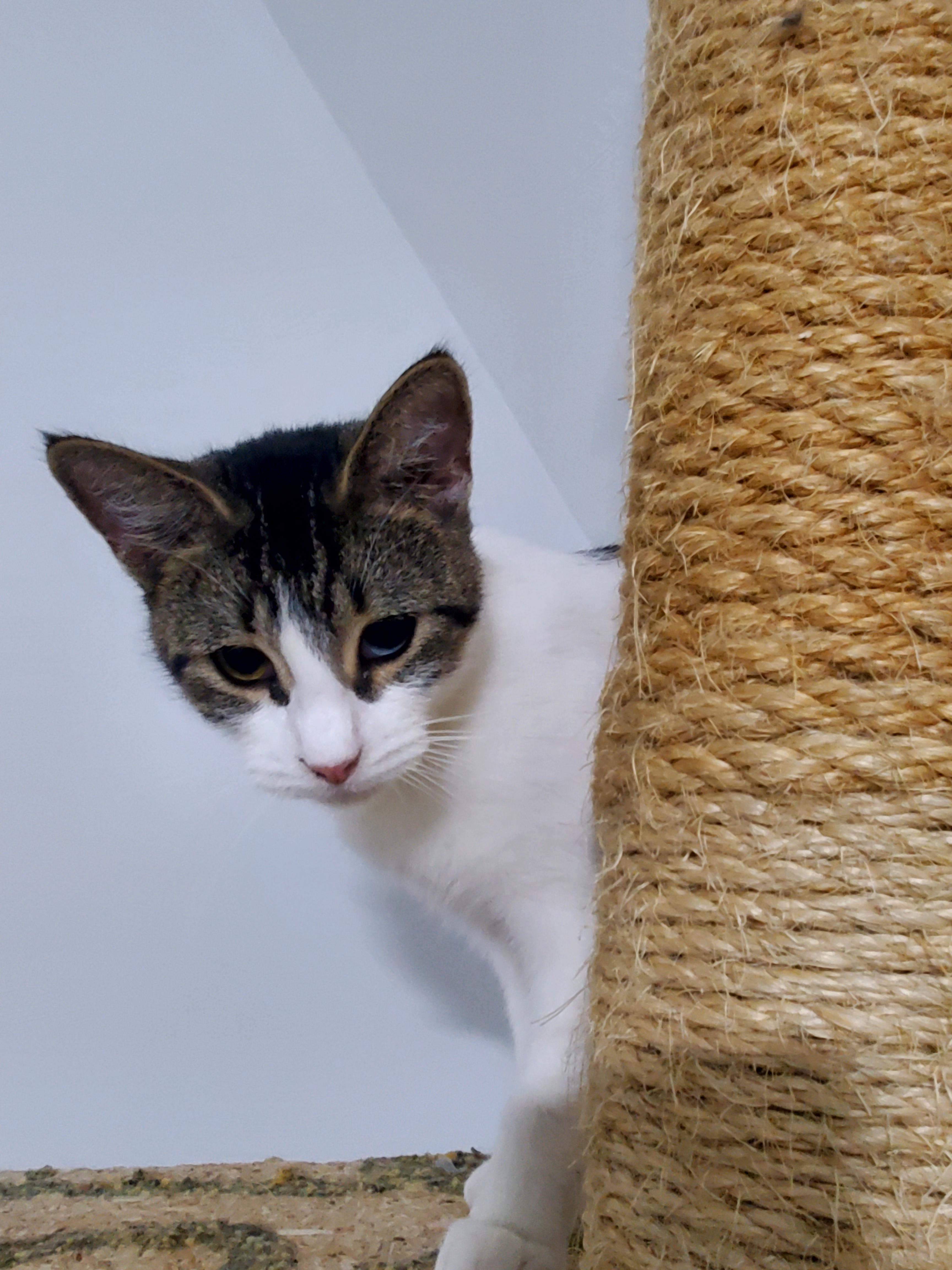 Luna, a Adoptable mixed breed in Gladwin, MI image 5/6