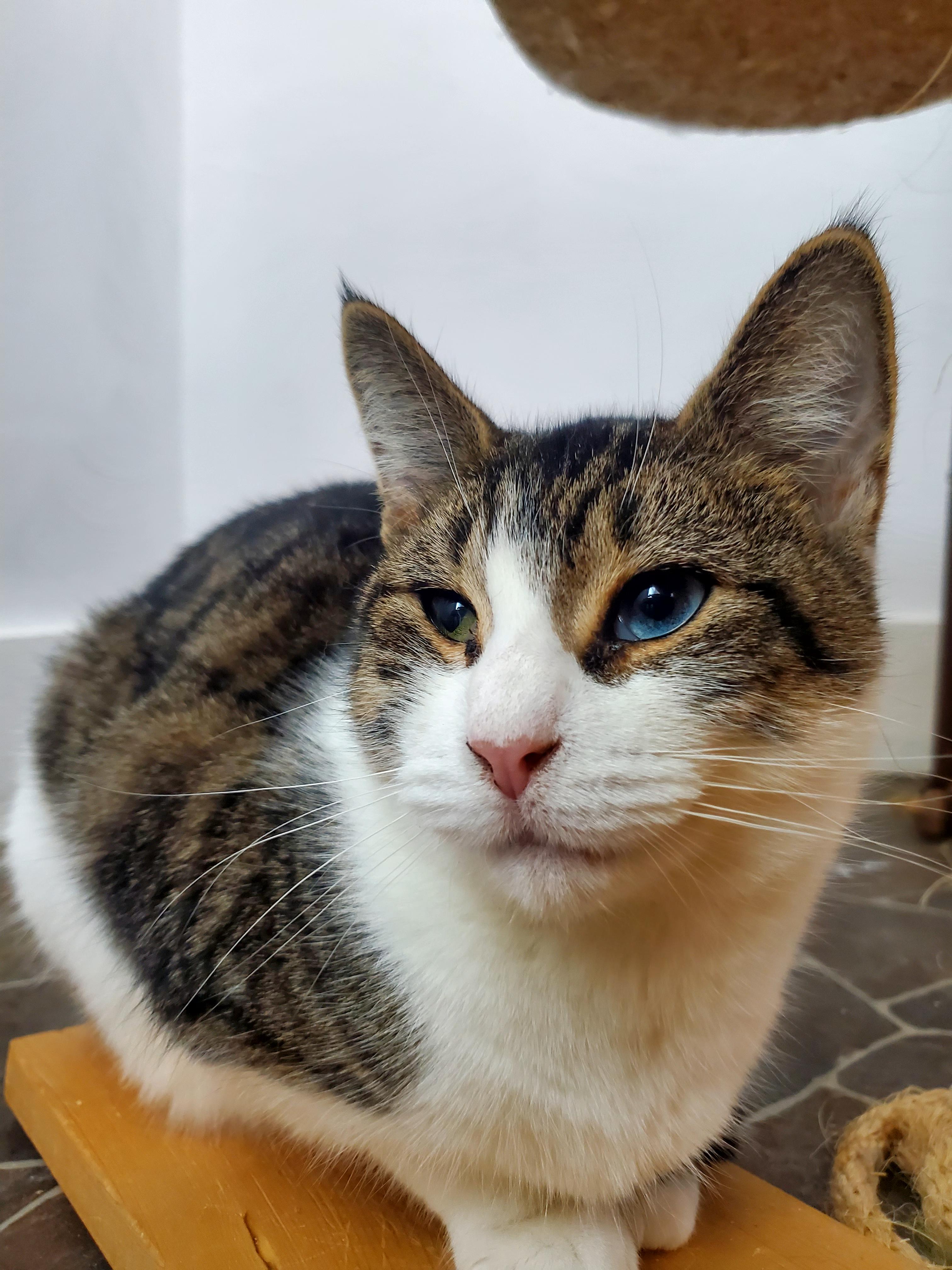 Luna, a Adoptable mixed breed in Gladwin, MI image 2/6