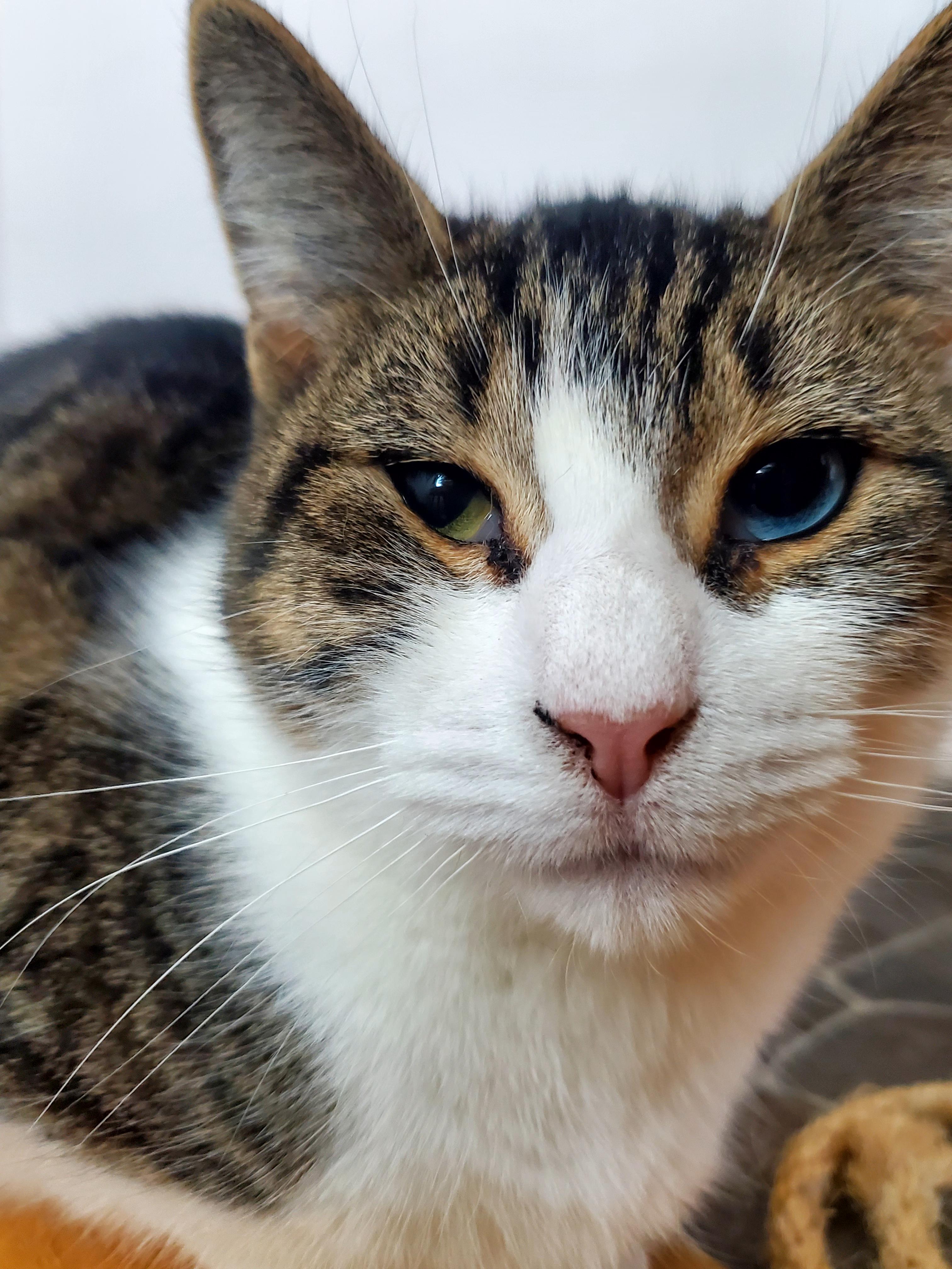 Luna, a Adoptable mixed breed in Gladwin, MI image 1/6