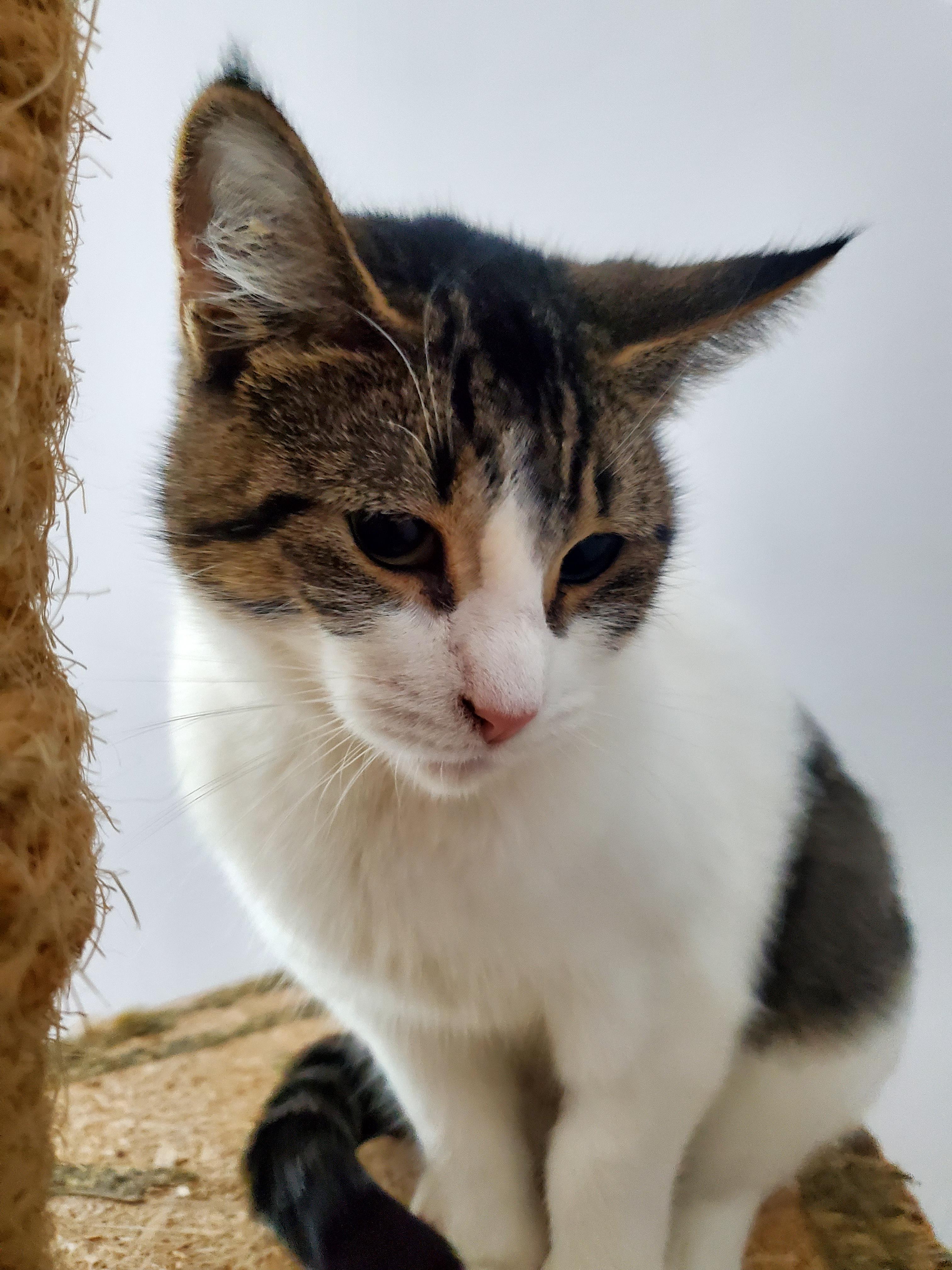 Luna, a Adoptable mixed breed in Gladwin, MI image 4/6