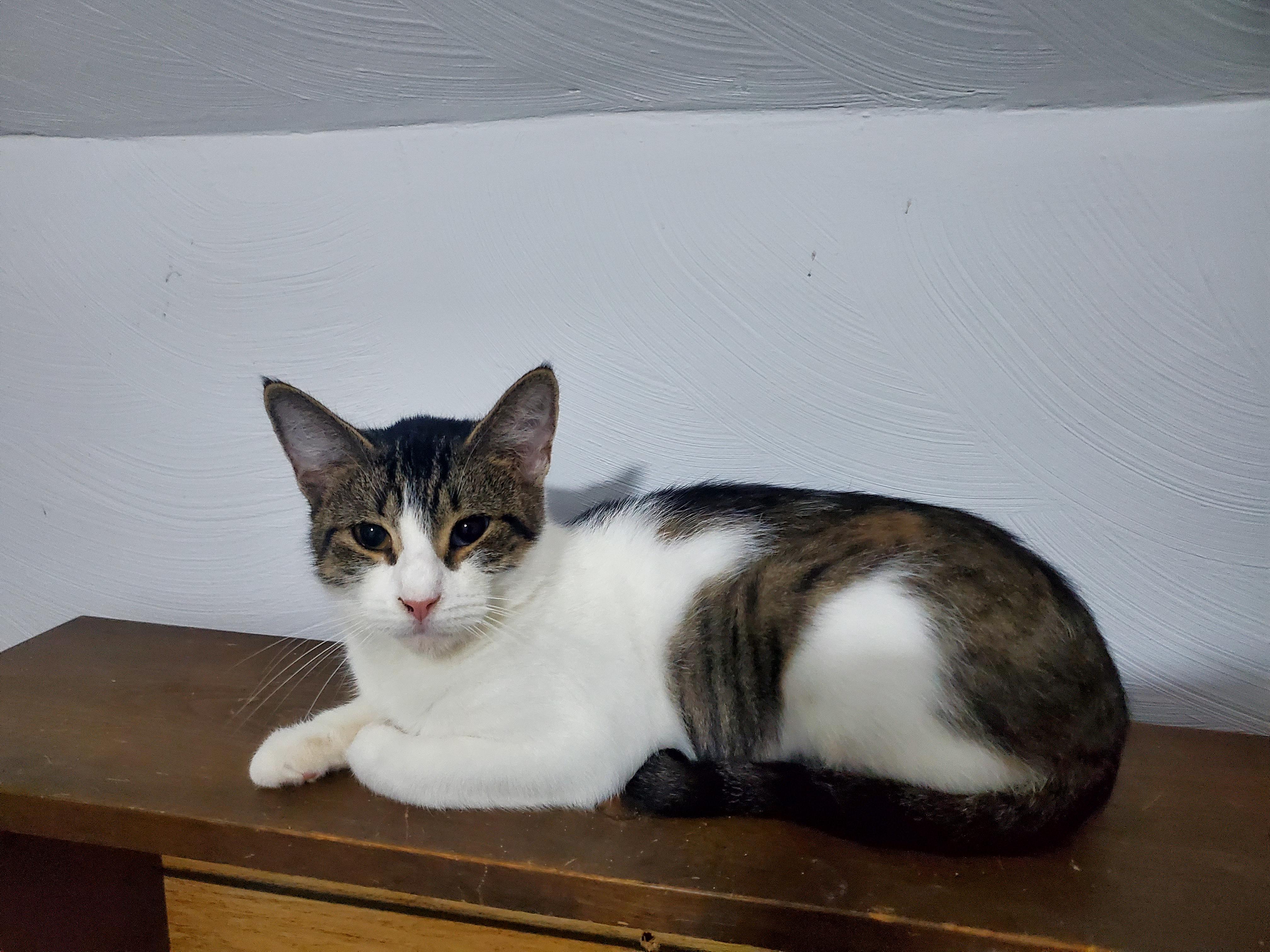 Luna, a Adoptable mixed breed in Gladwin, MI image 6/6