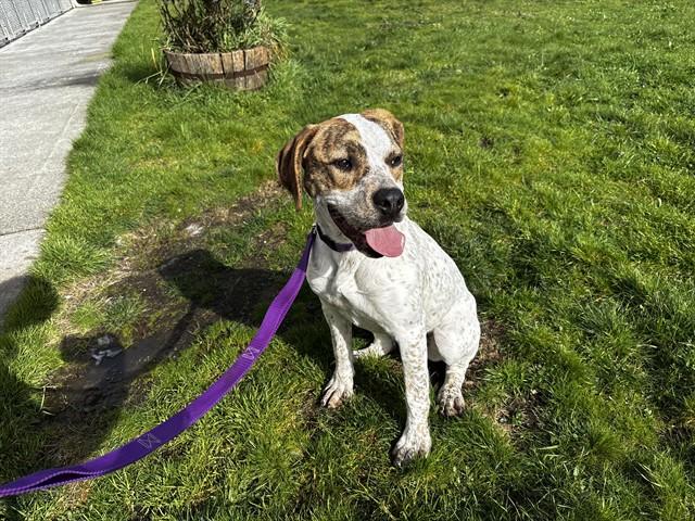 Enlarge BUTTERSCOTCH, a Adoptable mixed breed in McKinleyville, CA image 1/1