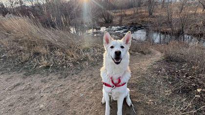 Prancer, Adoptable, Young Male Siberian Husky & Mixed Breed.