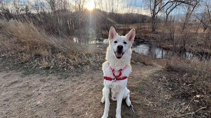 Prancer, a Adoptable mixed breed in Boulder, CO image 2/3