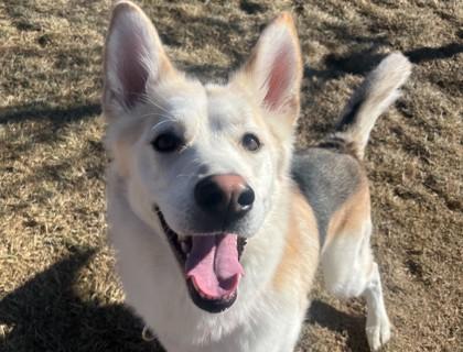 Prancer, a Adoptable mixed breed in Boulder, CO image 3/3