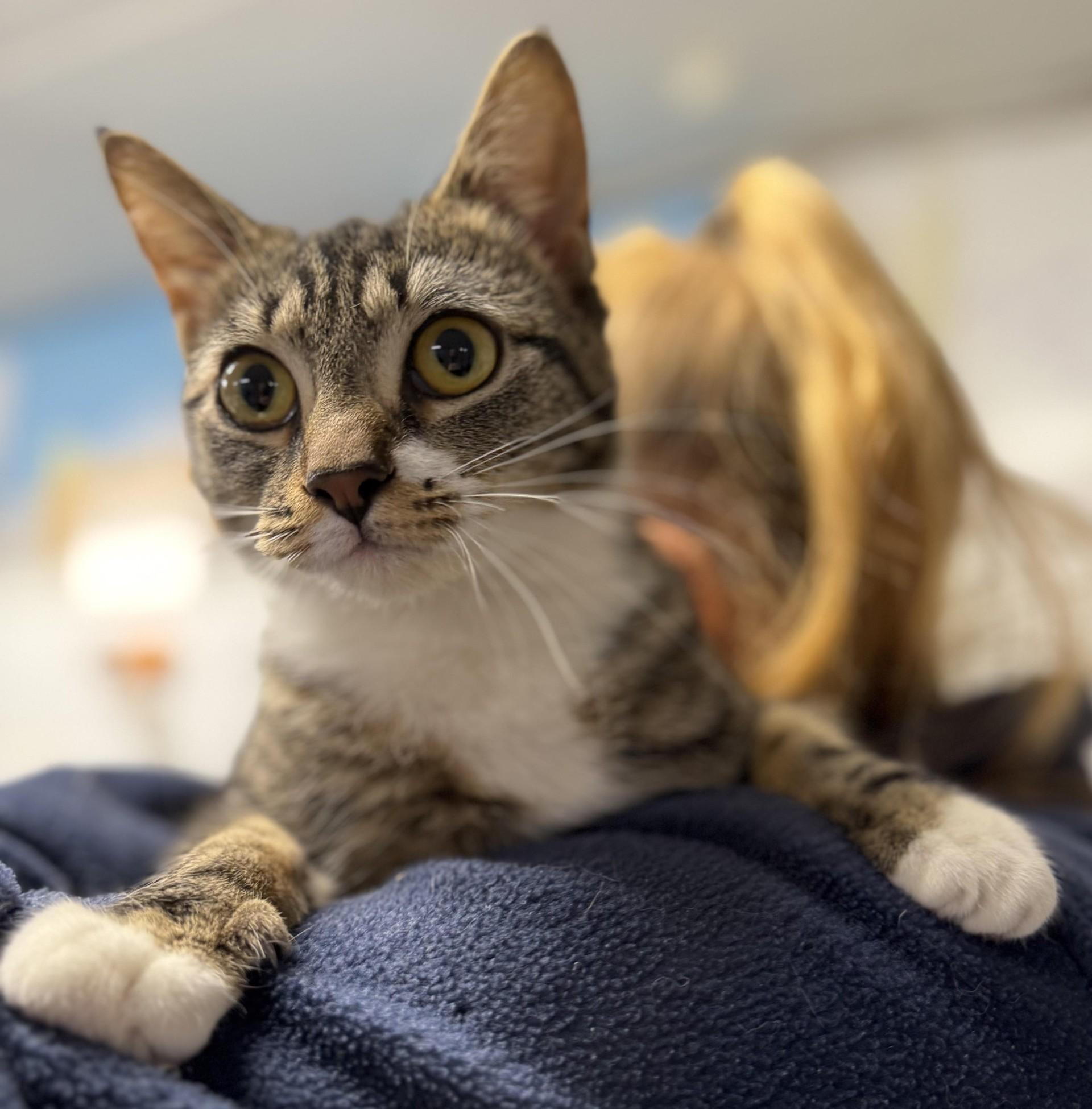 Cossette, ADOPTABLE, Adult Female Domestic Short Hair.