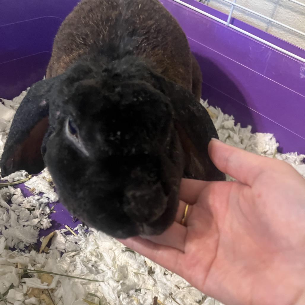 Velvet: I'm in foster, call to meet me! photo