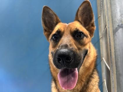Strawberry 1320-26, Adoptable, Adult Female Shepherd & Mixed Breed.
