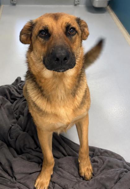 Enlarge Strawberry 1320-26, a Adoptable mixed breed in Cumming, GA image 2/2