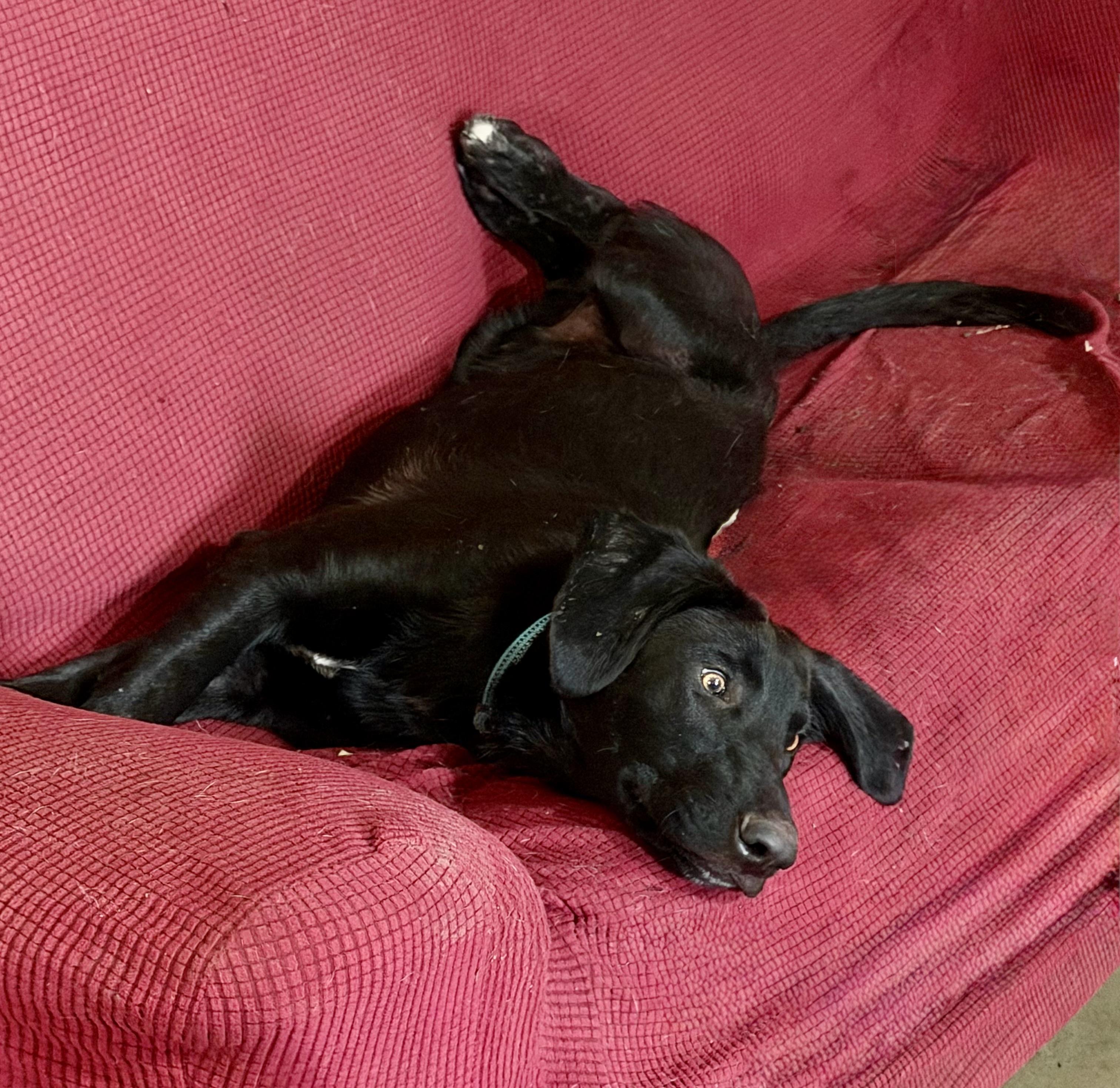 Enlarge Saint, a Adoptable mixed breed in YALE, SD image 3/4