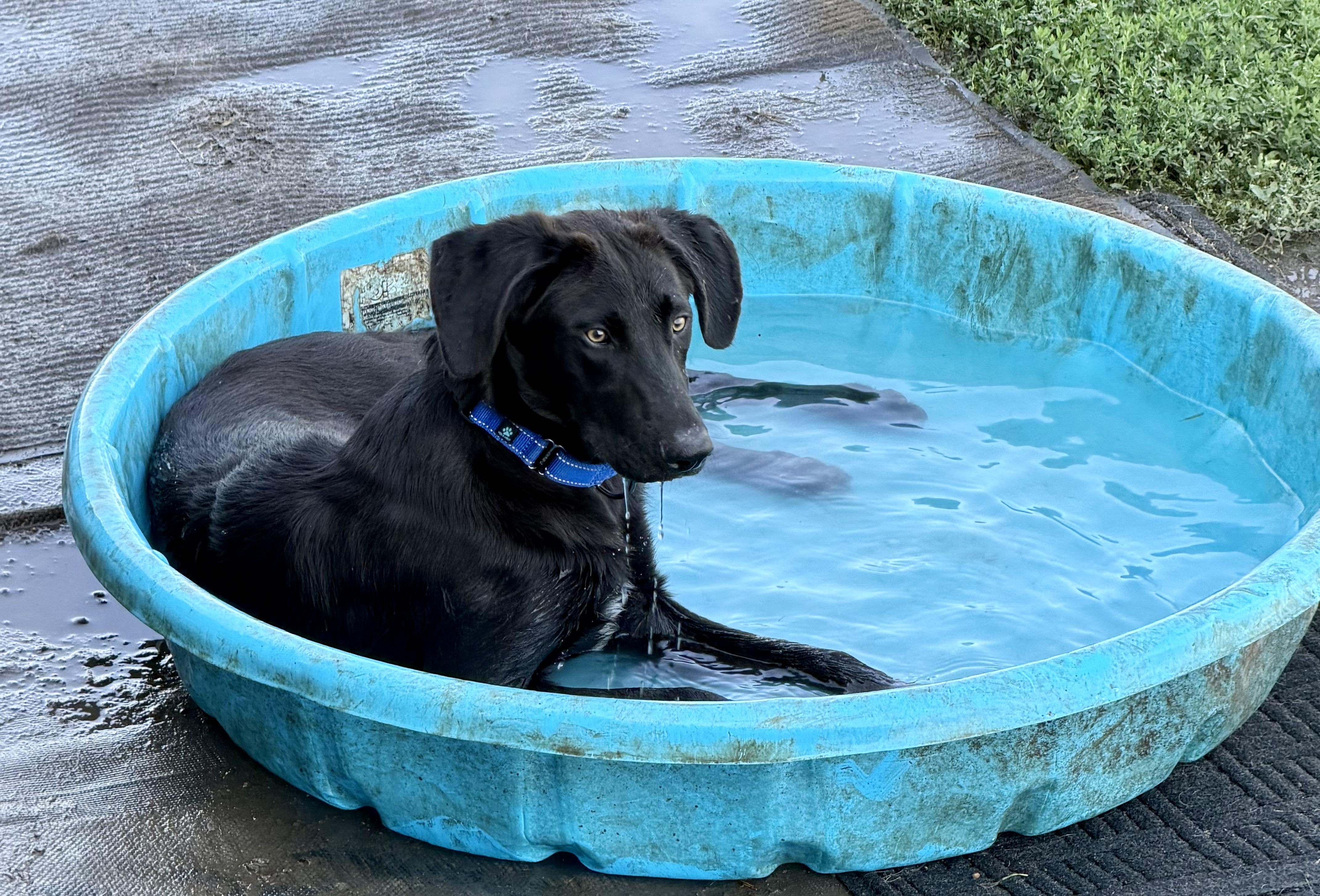 Saint, Adoptable, Young Male Black Labrador Retriever & Mixed Breed.