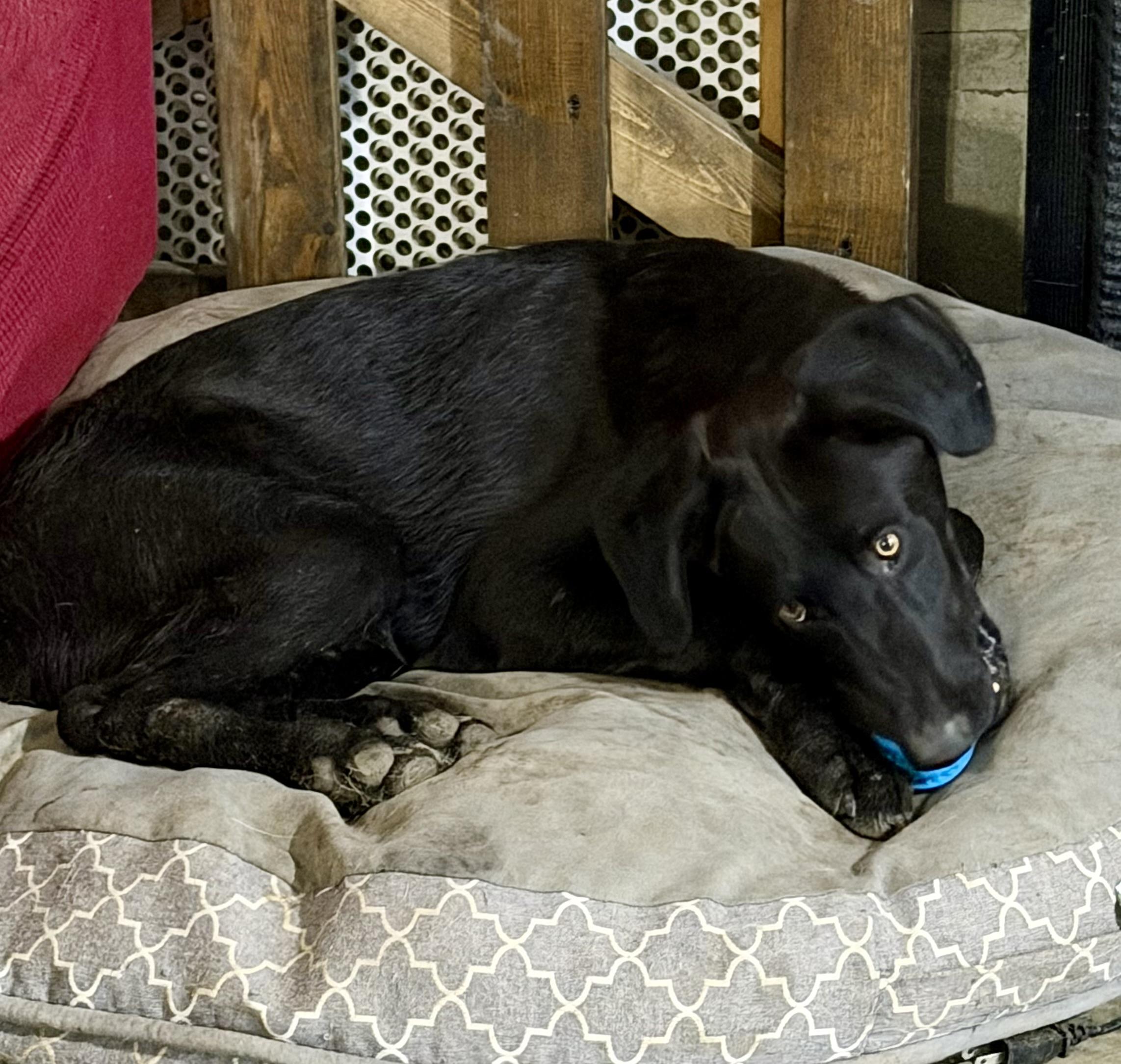 Enlarge Saint, a Adoptable mixed breed in YALE, SD image 2/4