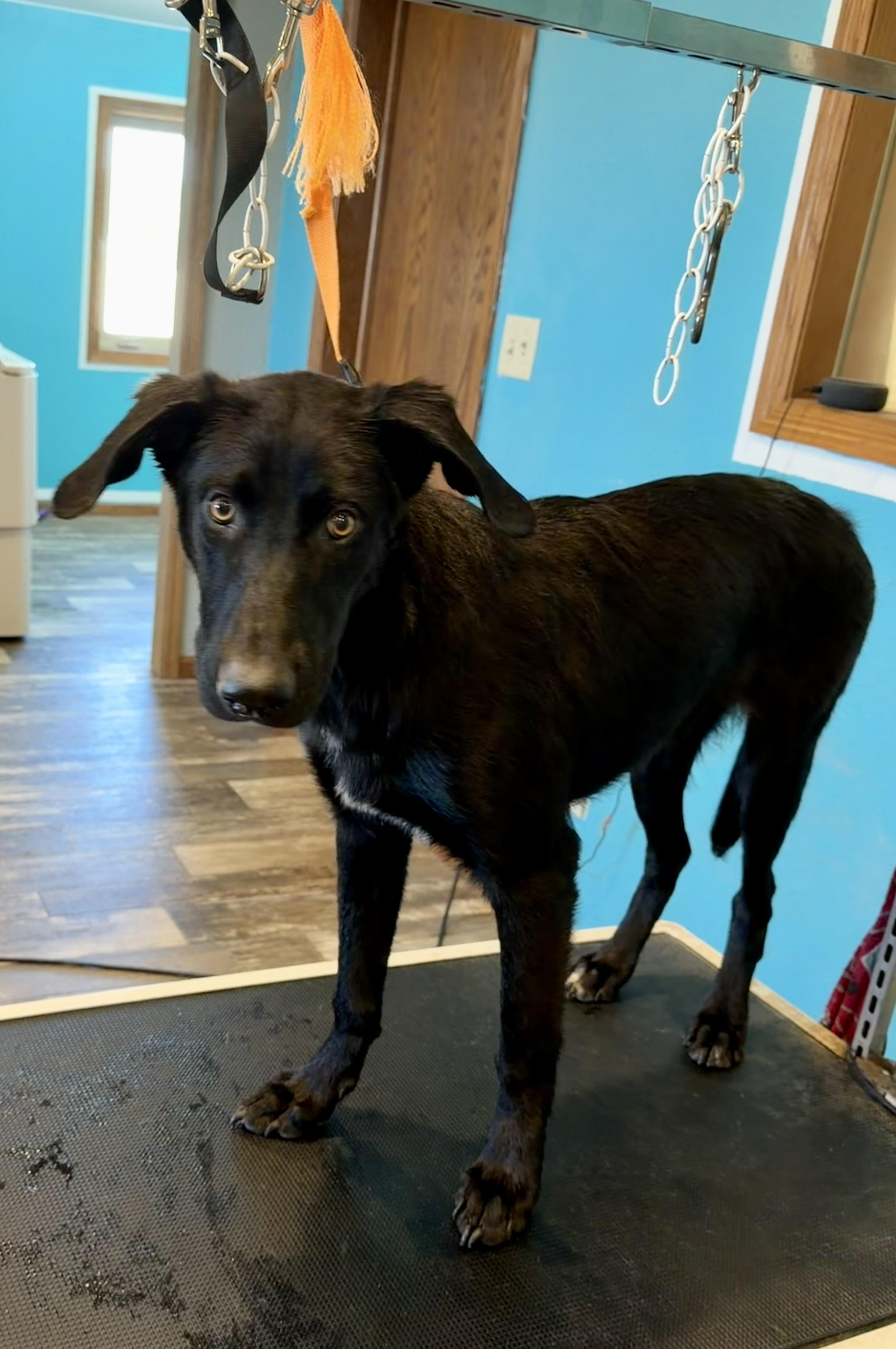 Enlarge Saint, a Adoptable mixed breed in YALE, SD image 4/4