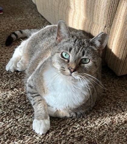 Enlarge Fiona, a ADOPTABLE Domestic Short Hair in Downers Grove, IL image 2/3