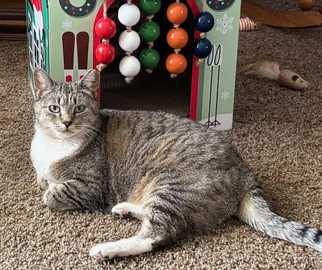 Fiona, ADOPTABLE, Adult Female Domestic Short Hair.