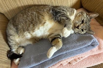 Enlarge Fiona, a ADOPTABLE Domestic Short Hair in Downers Grove, IL image 3/3