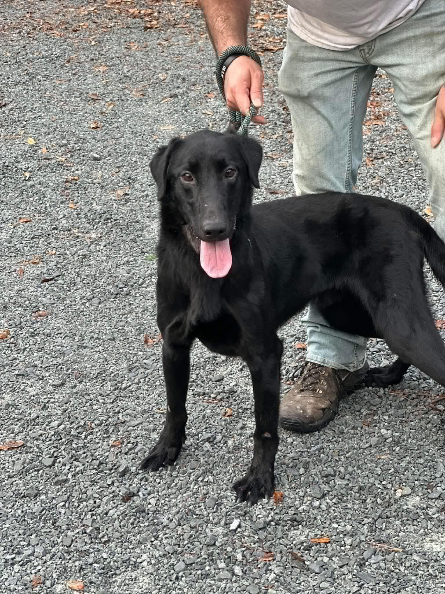 Autry, ADOPTABLE, Adult Male Hound.