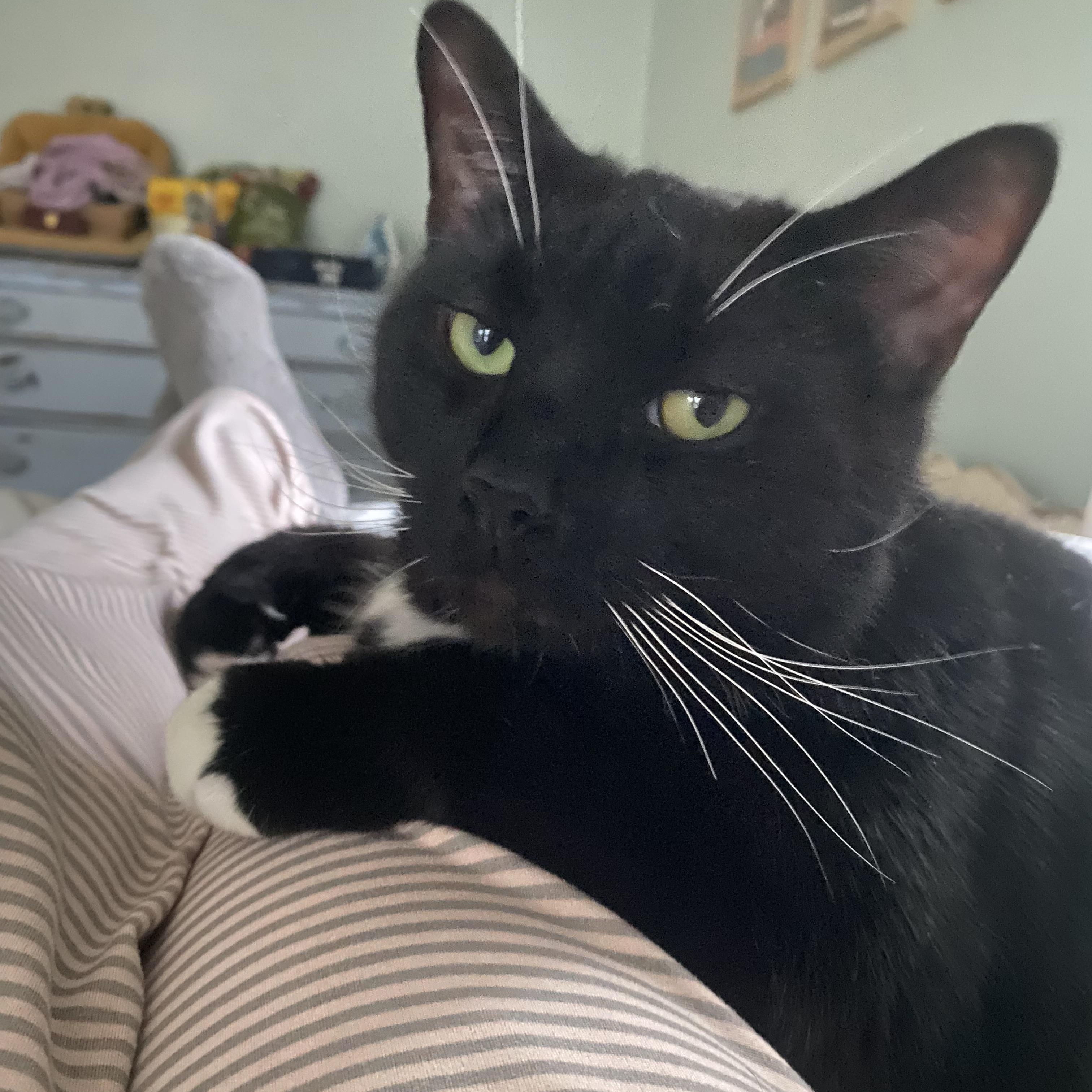 Enlarge Tux, a Adoptable Domestic Short Hair in Sewell, NJ image 1/3