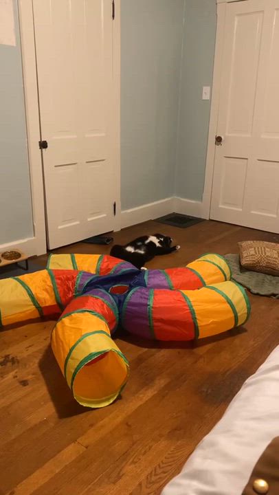 Enlarge Tux, a Adoptable Domestic Short Hair in Sewell, NJ video 3/3