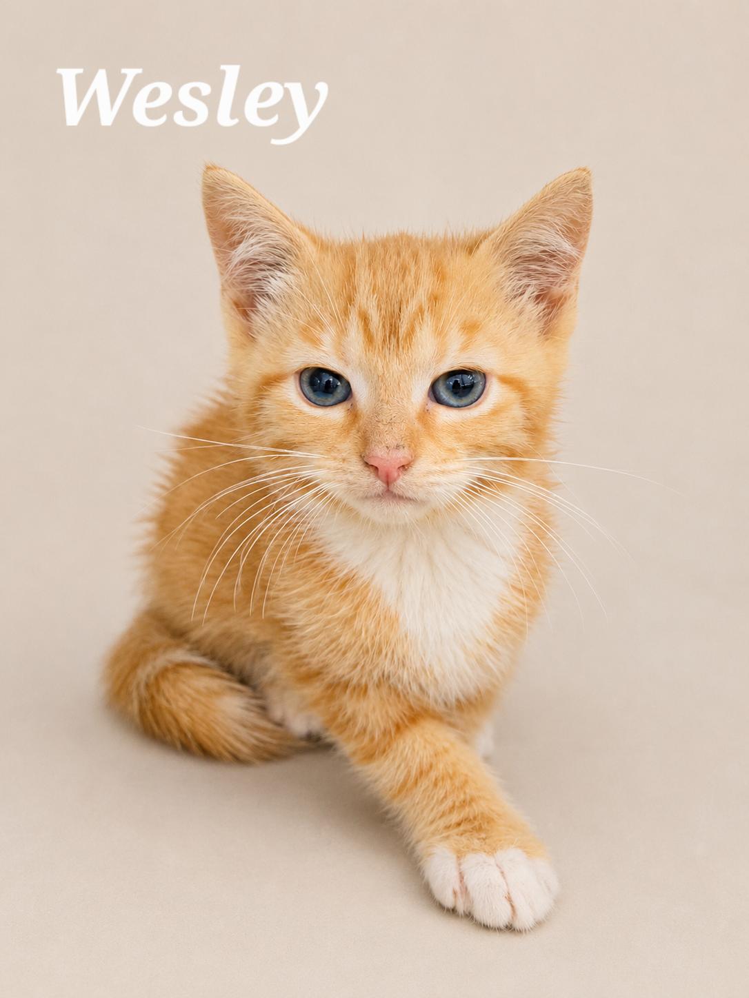 Wesley, ADOPTABLE, Kitten Male Tabby.