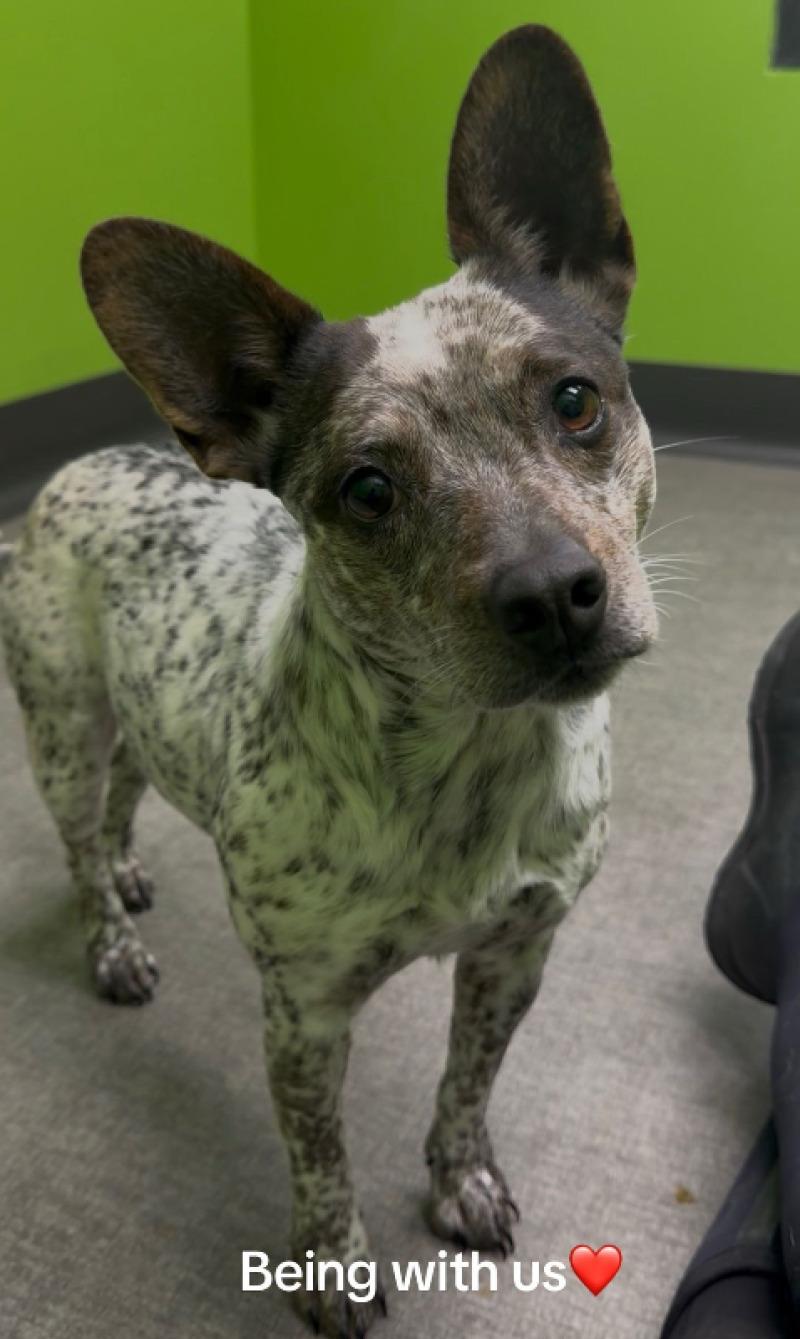 Amaya, Adoptable, Adult Female Mixed Breed.