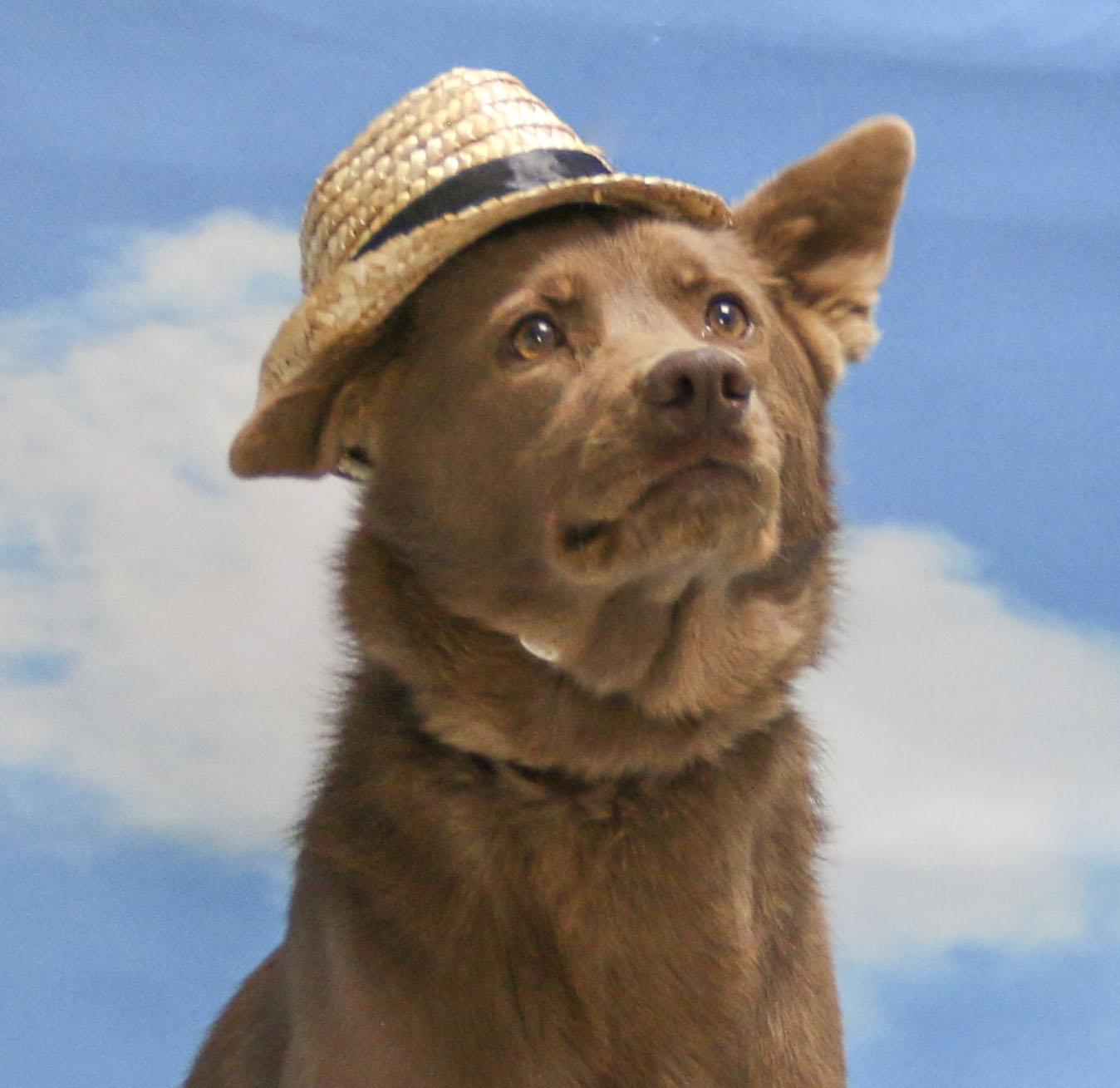 Enlarge Hershey, a Adoptable Mixed Breed in Casa Grande, AZ image 2/4