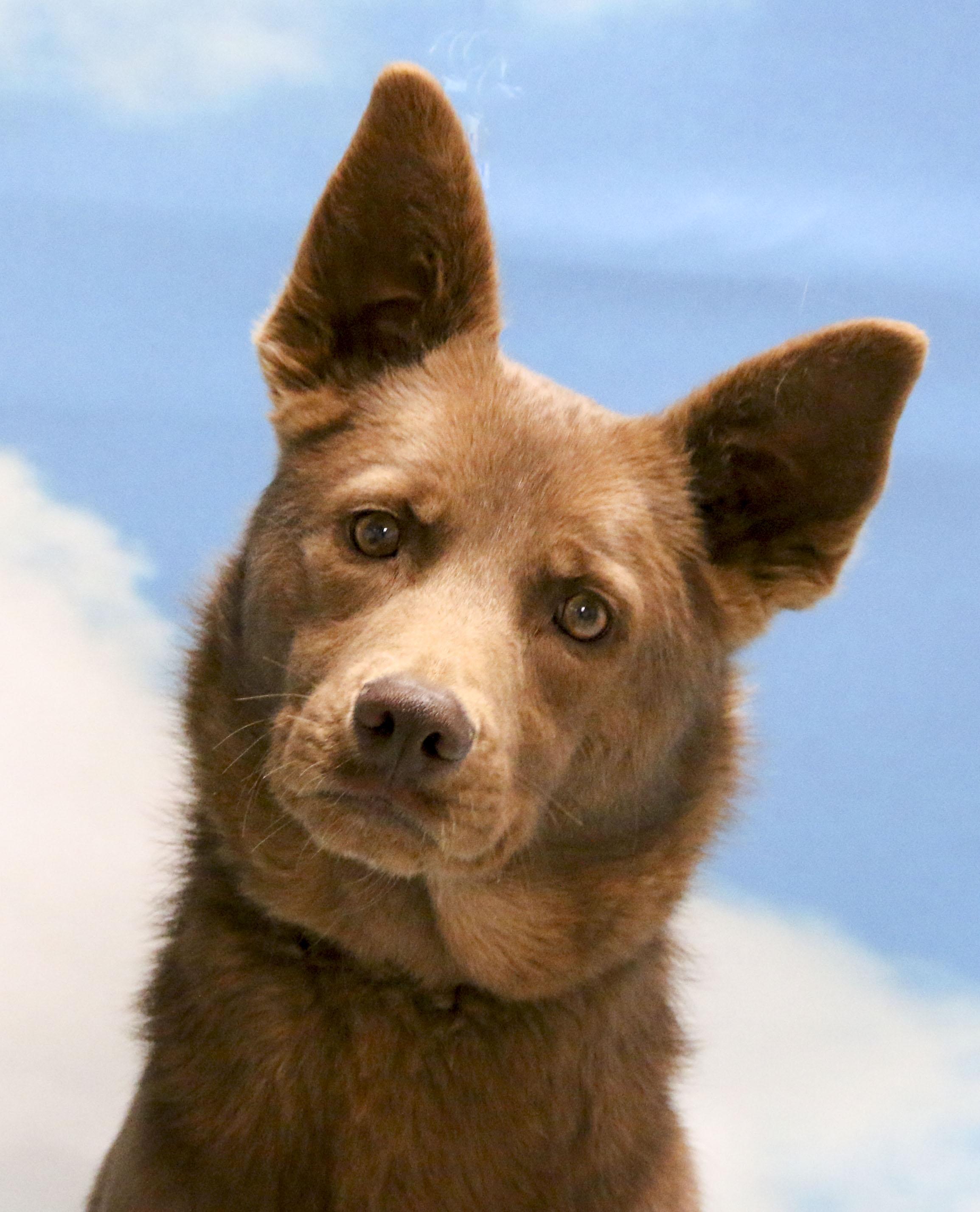 Enlarge Hershey, a Adoptable Mixed Breed in Casa Grande, AZ image 1/4